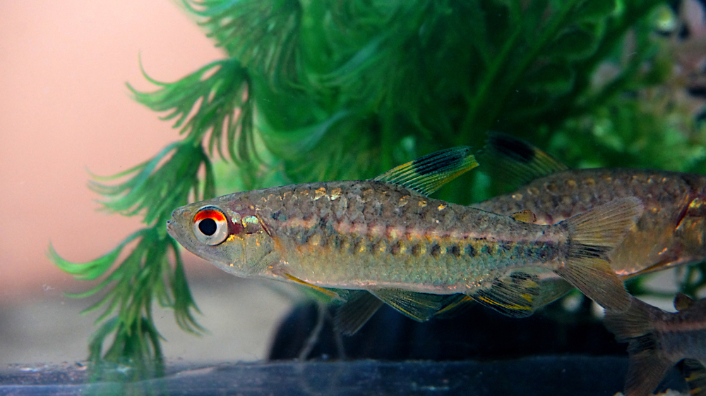 Ina Ornamental Fish