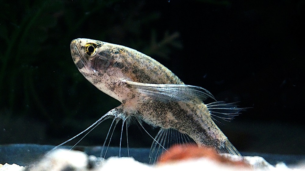 Ina Ornamental Fish