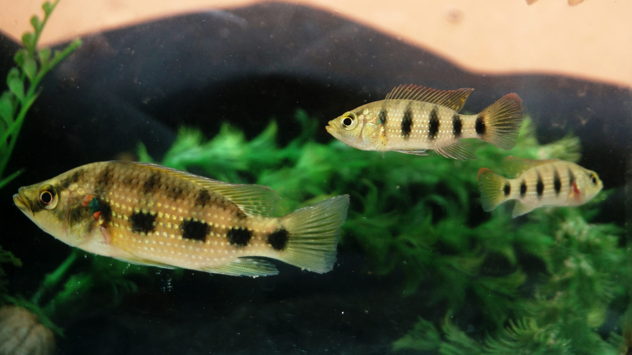 Hemichromis elongatus
Five Star General