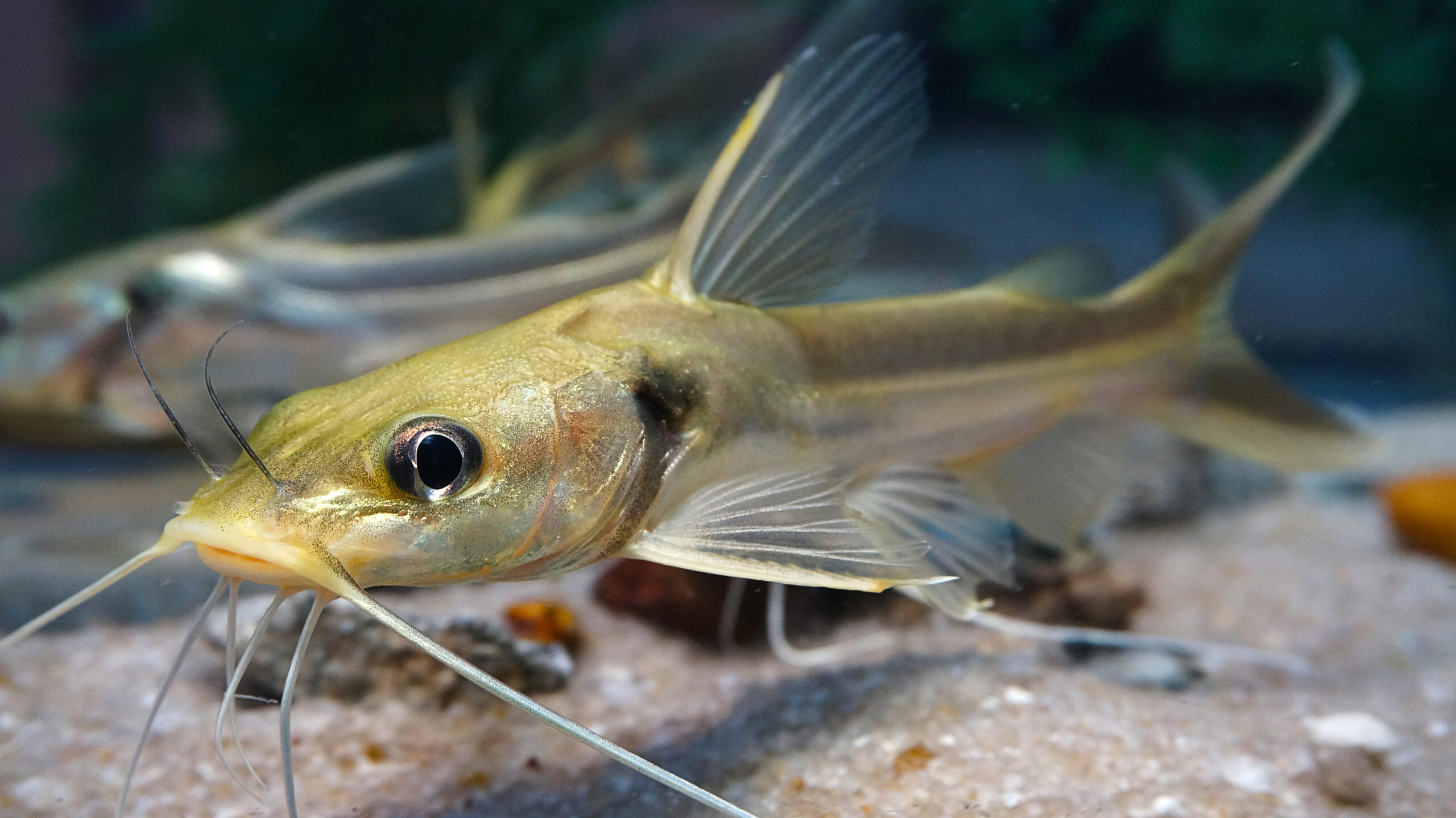 Aluminum catfish; Chrysichthys nigrodigitatus