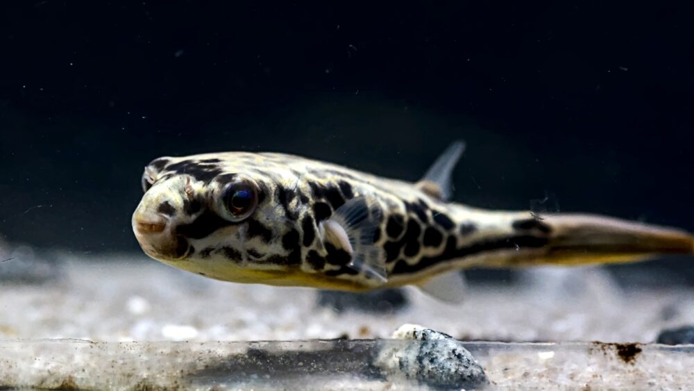 Tetraodon Mbu; Mbu puffer fish