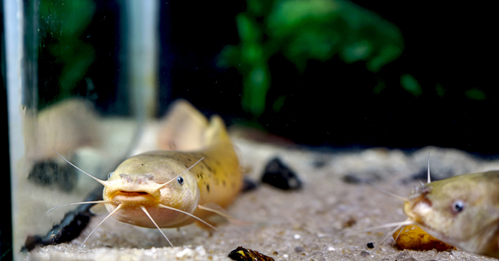 Malapterurus electricus