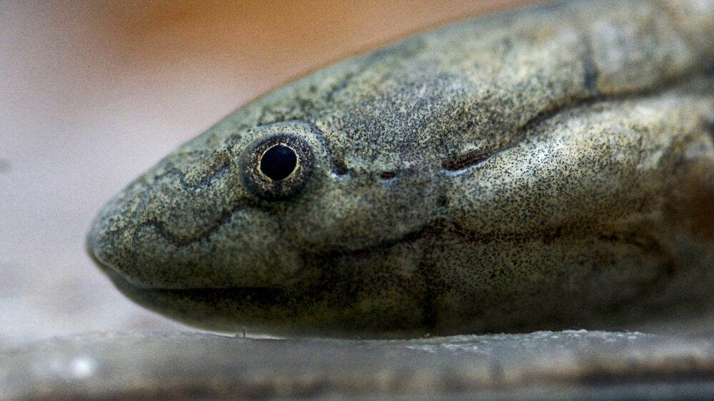 African Lung Fish Close up