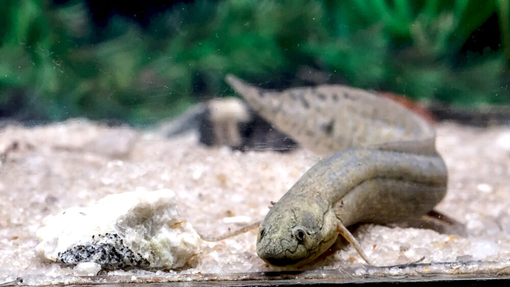African Lung Fish