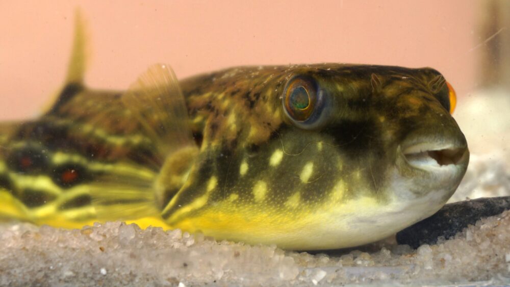 Tetraodon Fahaka