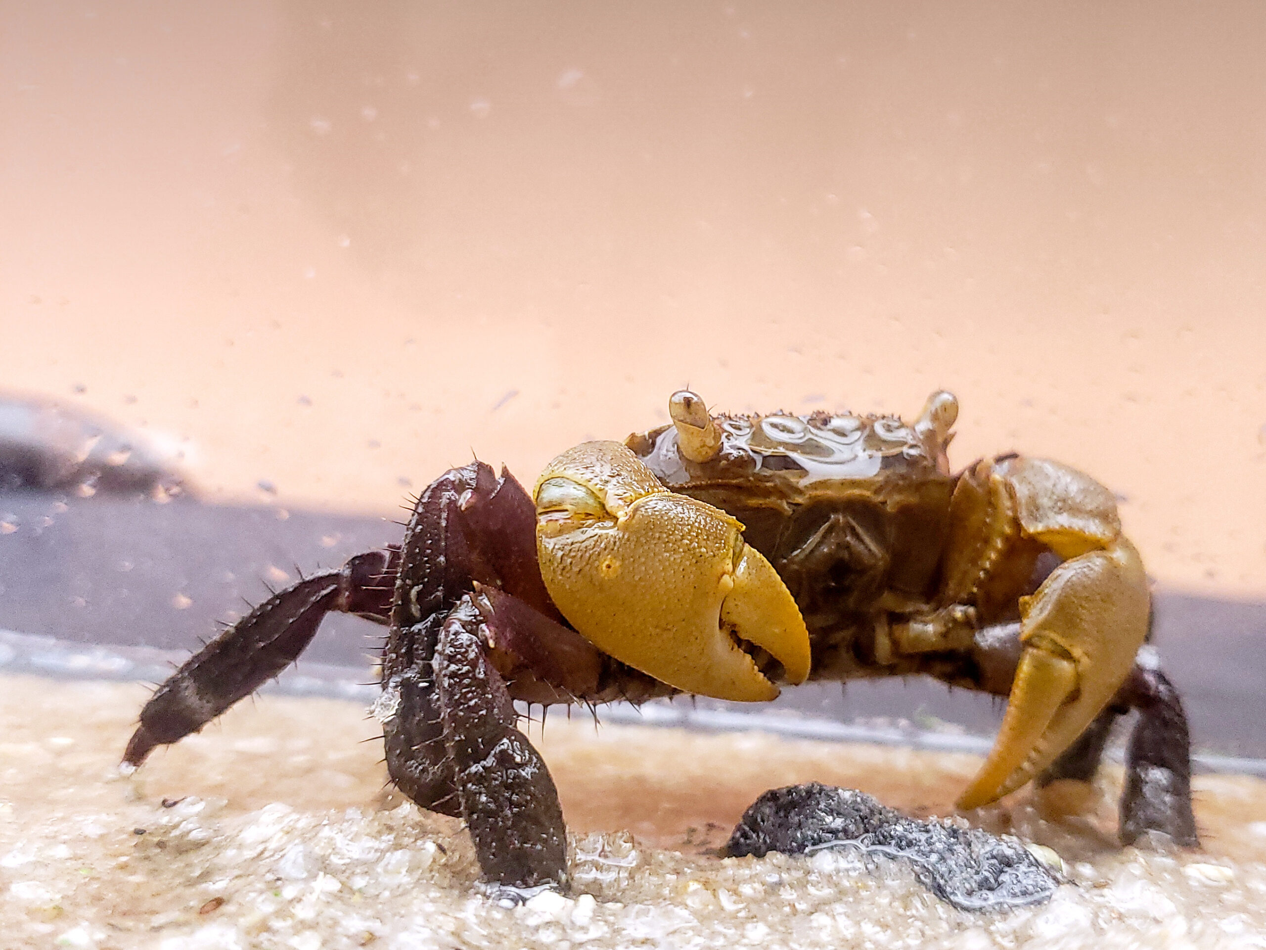 Guinearma huzardi; Amphibian Crab