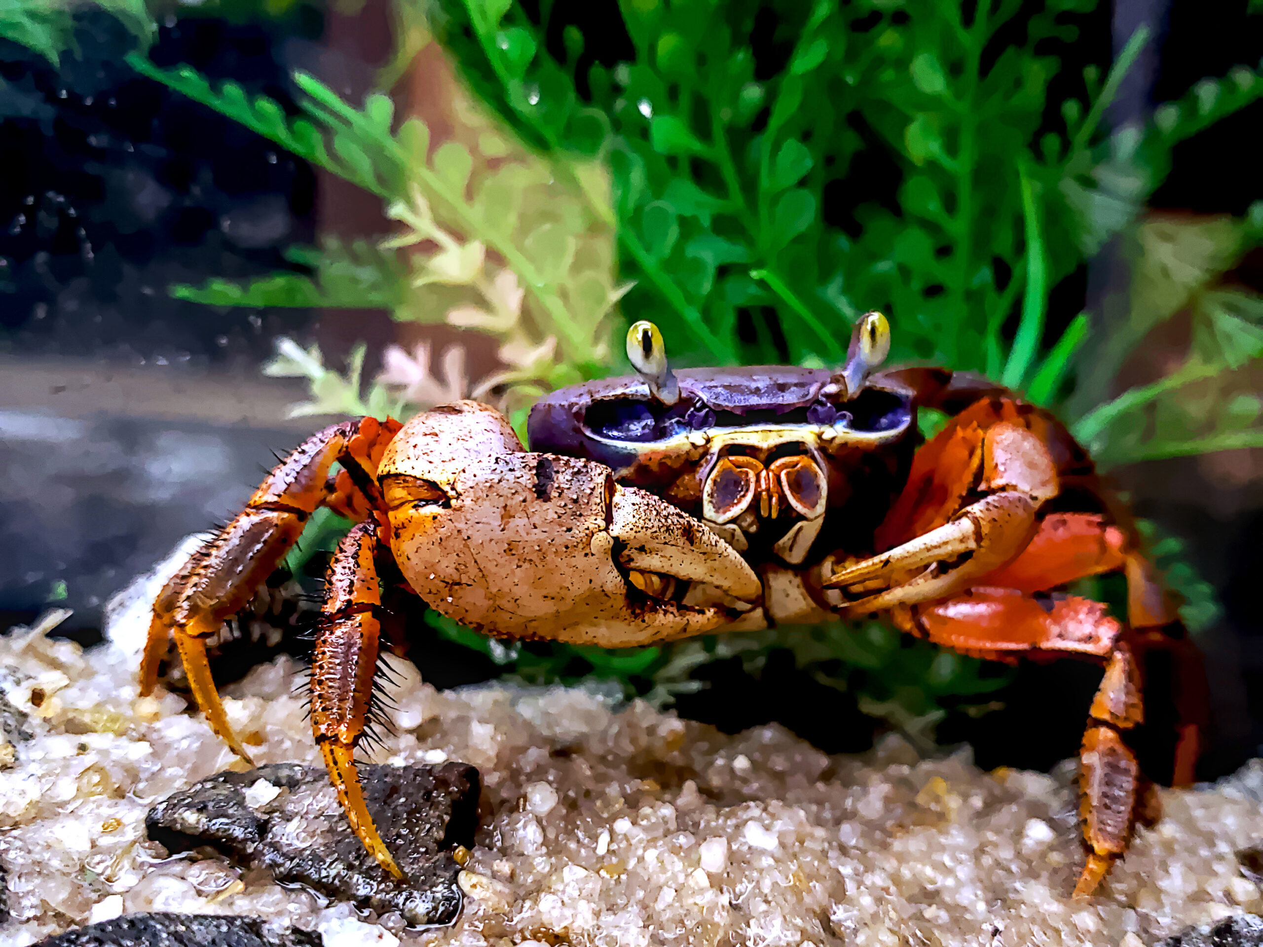 Rainbow crabs