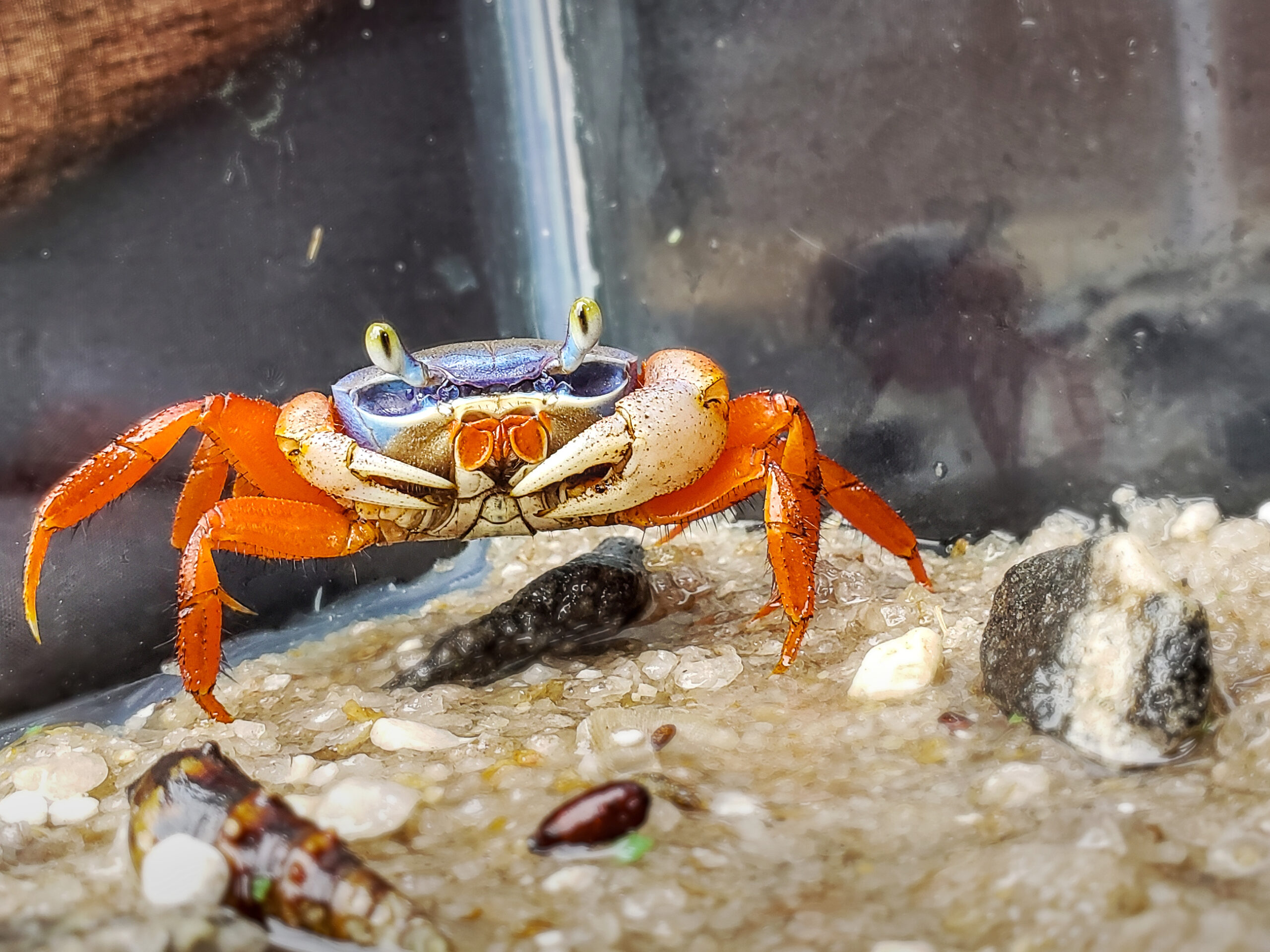 Cardiosoma armatum; Rainbow Crabs