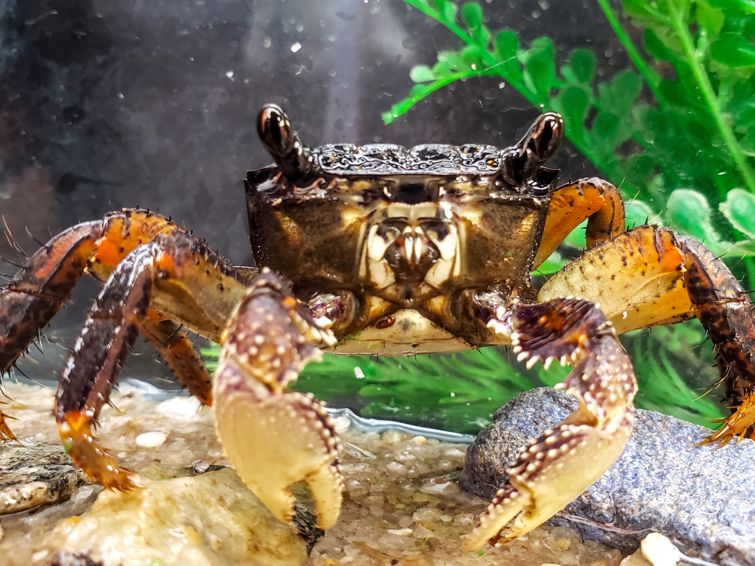 Goniopsis pelii; Purple Mangroove Crab