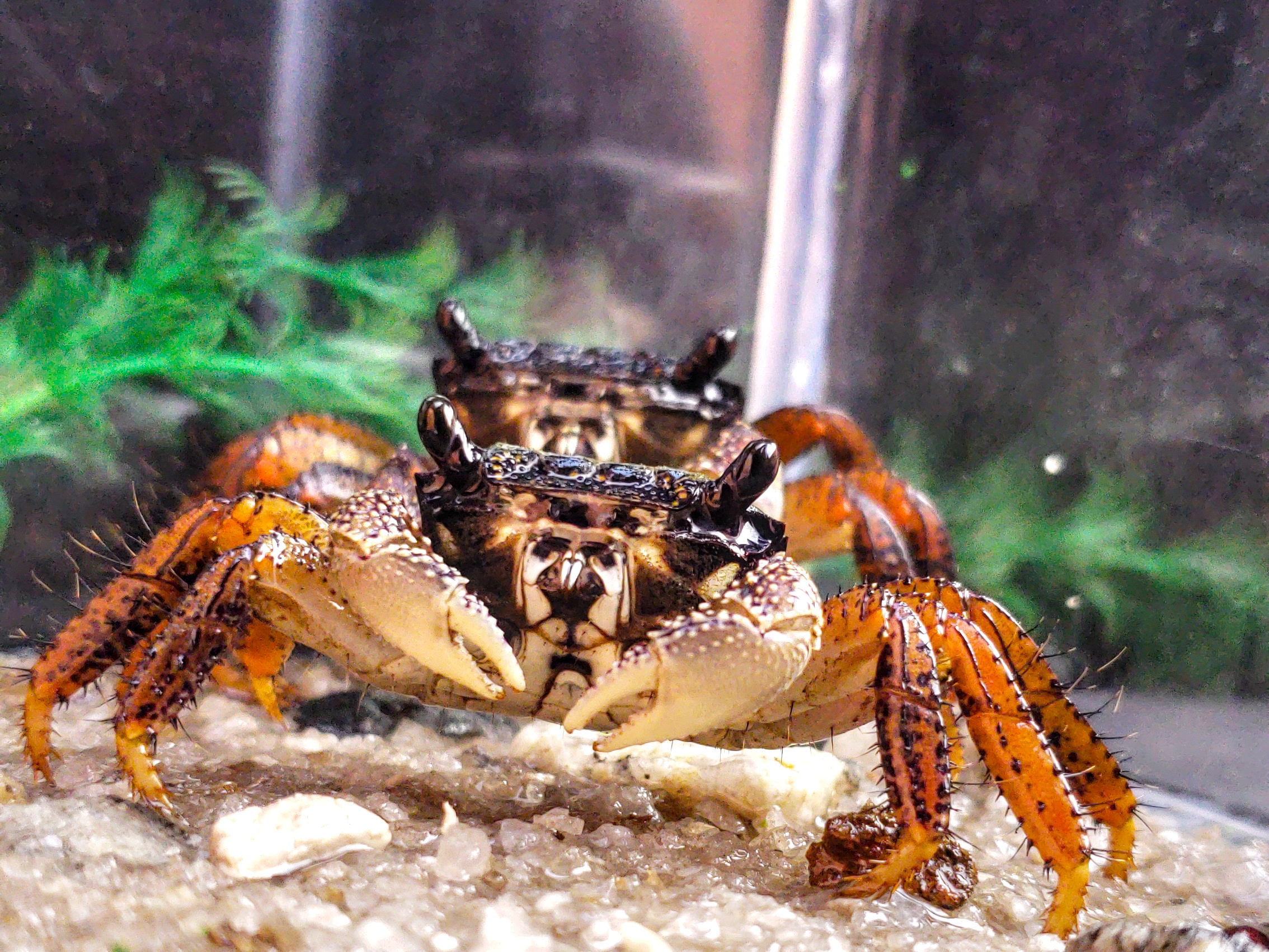Goniopsis pelii; Purple Mangroove Crab