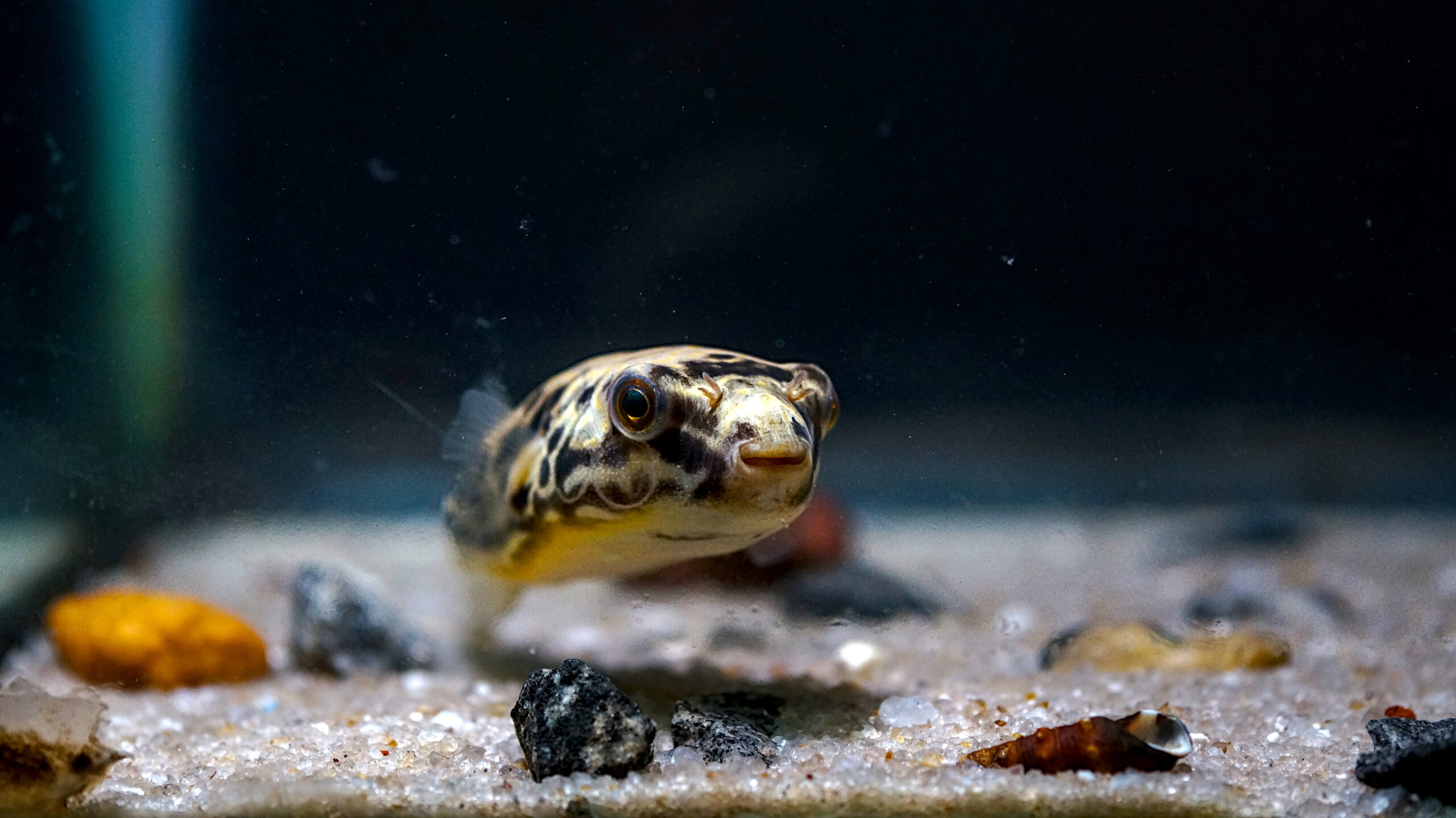 Mbu Puffer