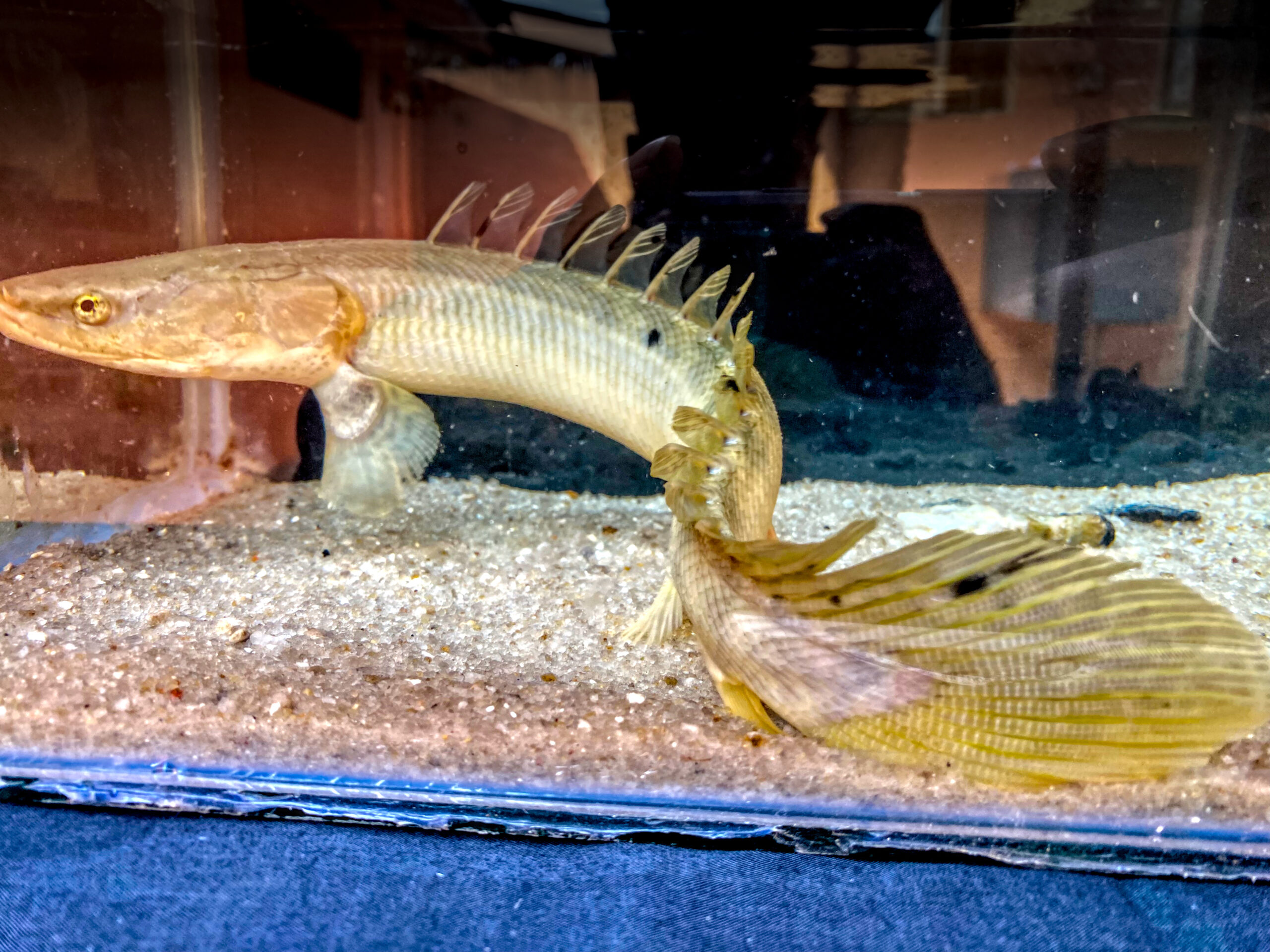 Polypterus bichir bichir