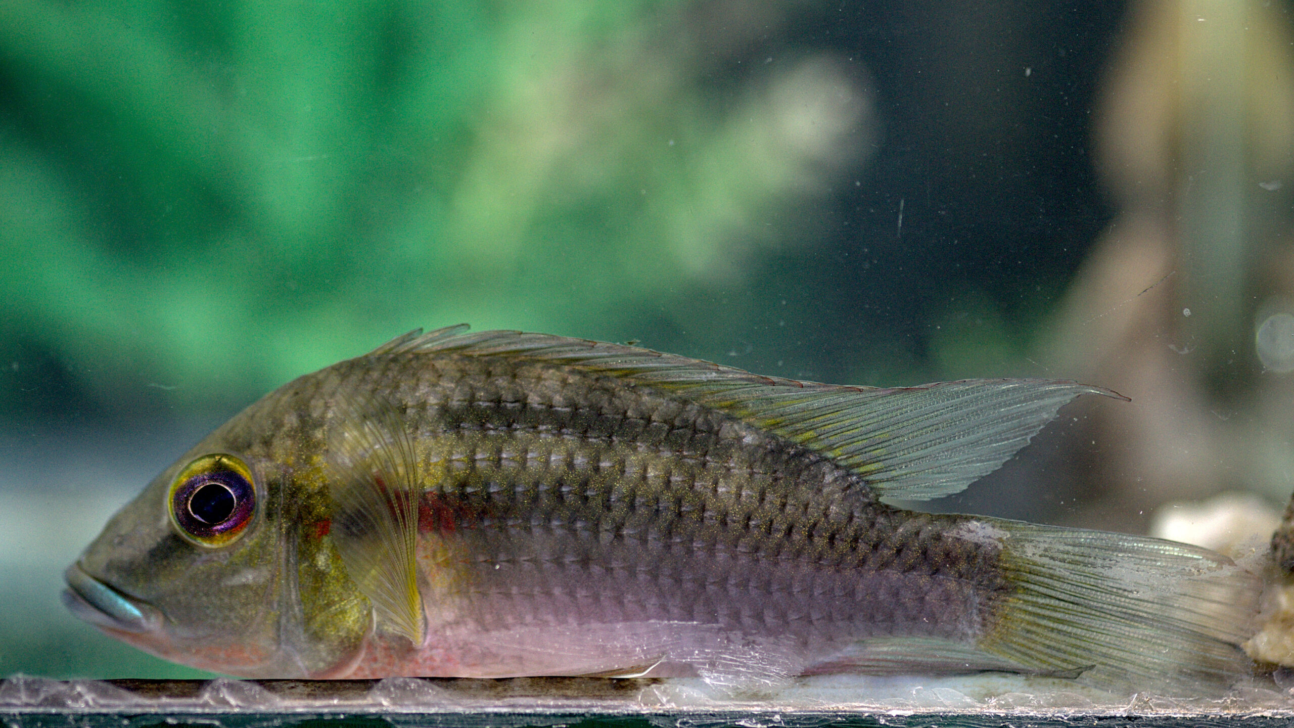 Chromidotilapia guntheri