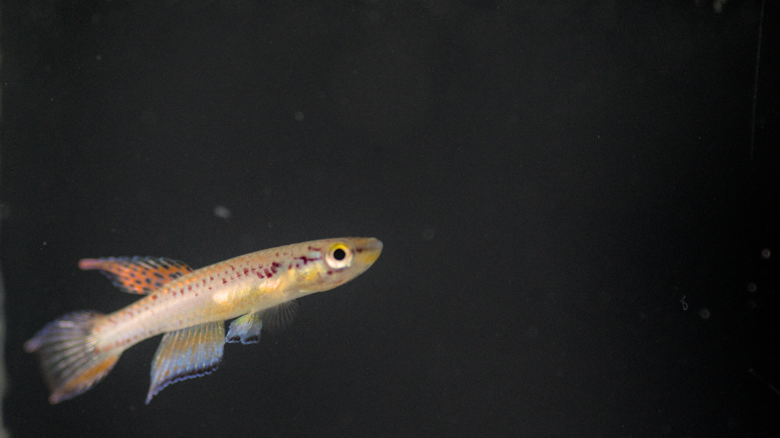 Aphysemion bivitattum