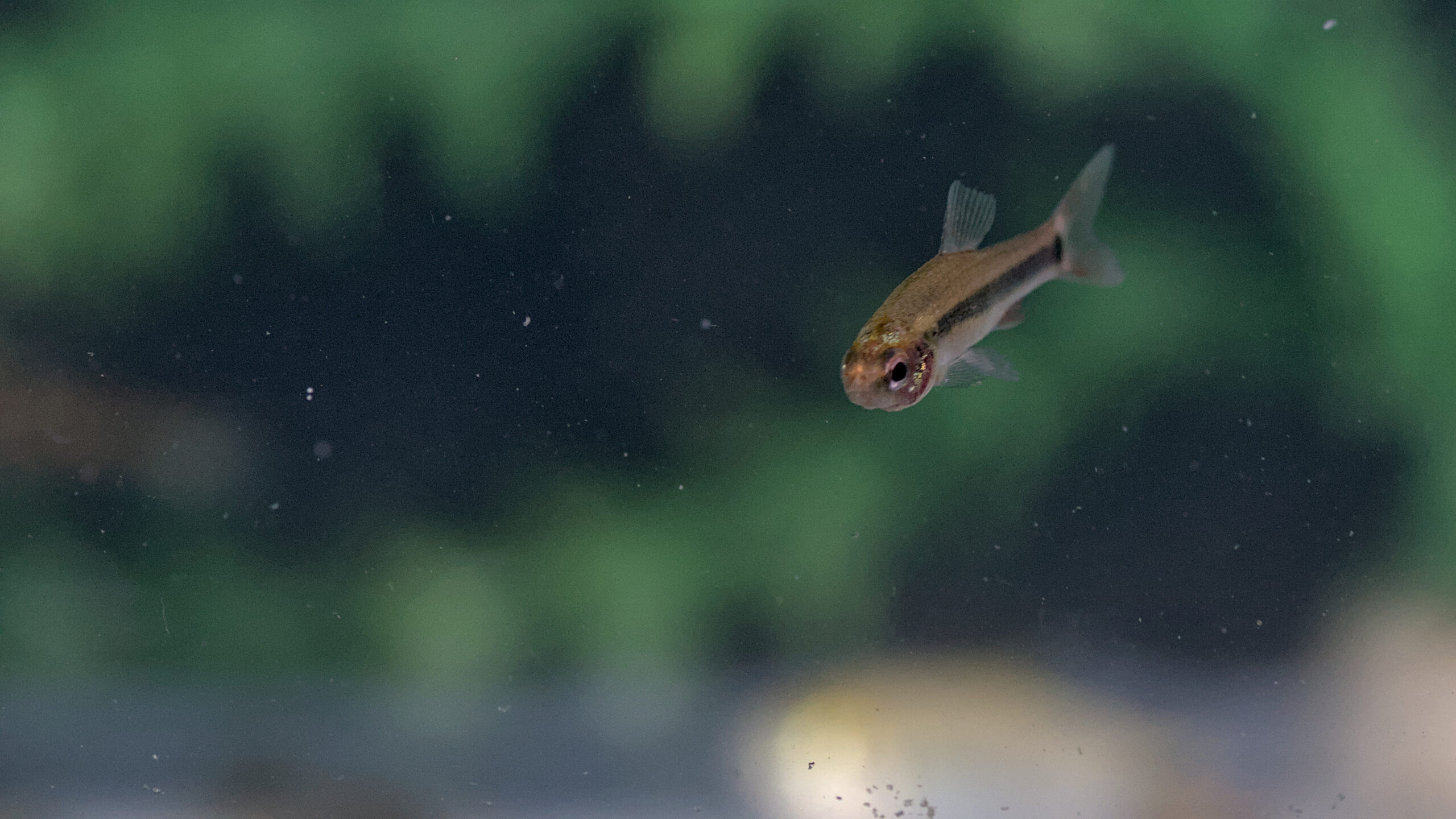 Neolebias ansorgii