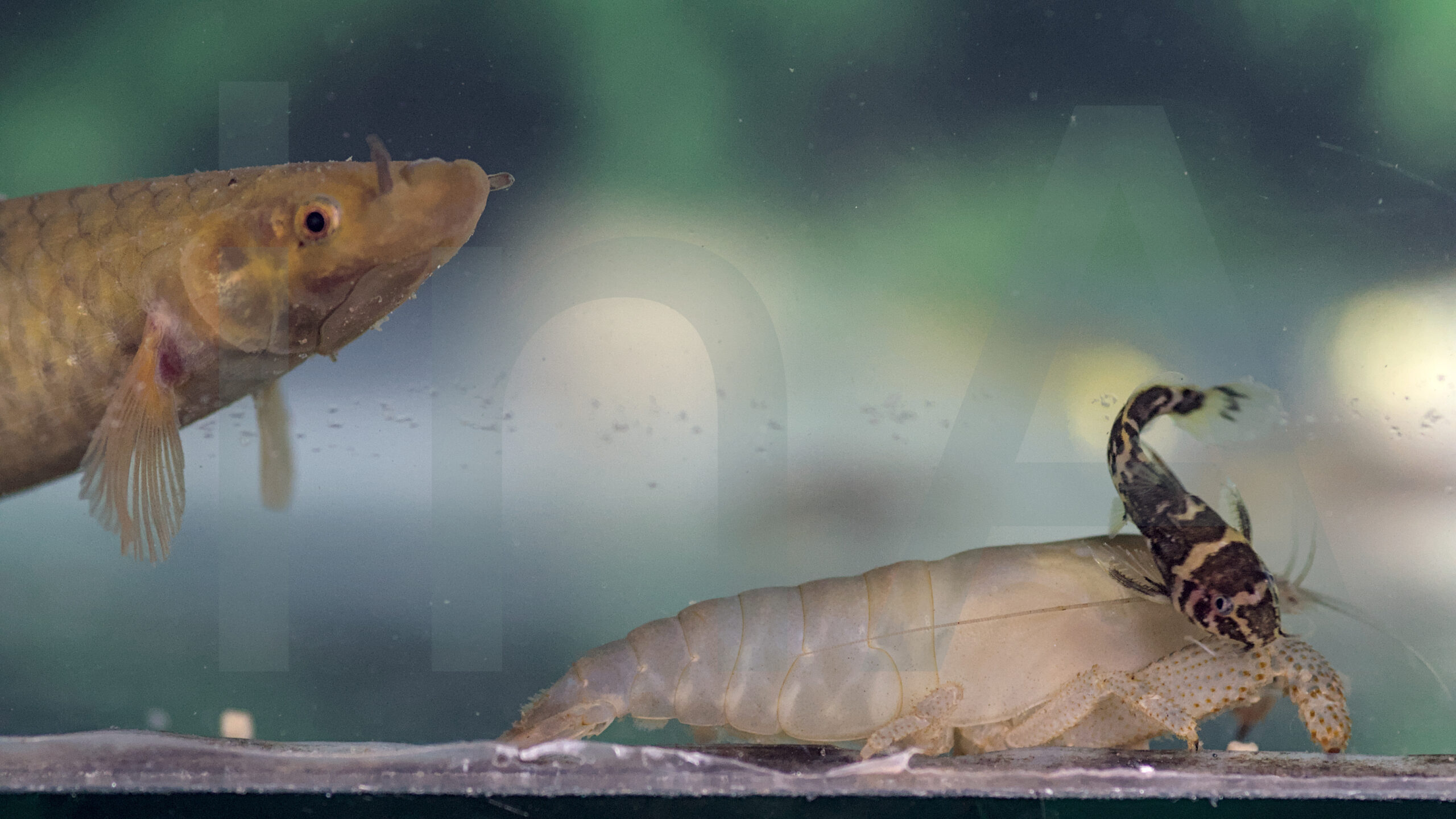 Phractolaemus ansorgii, Atyopsis gabonensis, Microsynodontis batesii