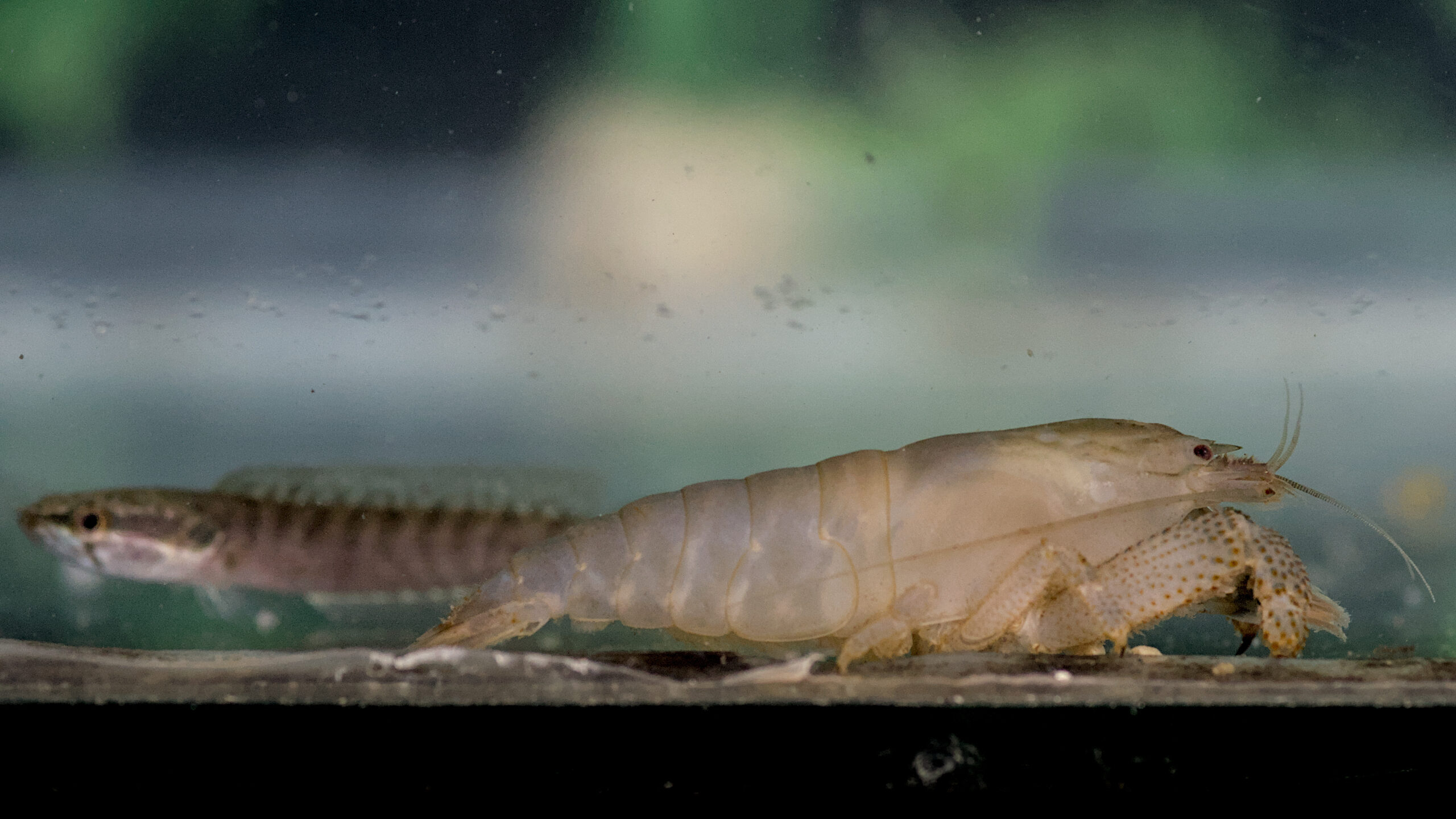 Aytopsis gabonensis
