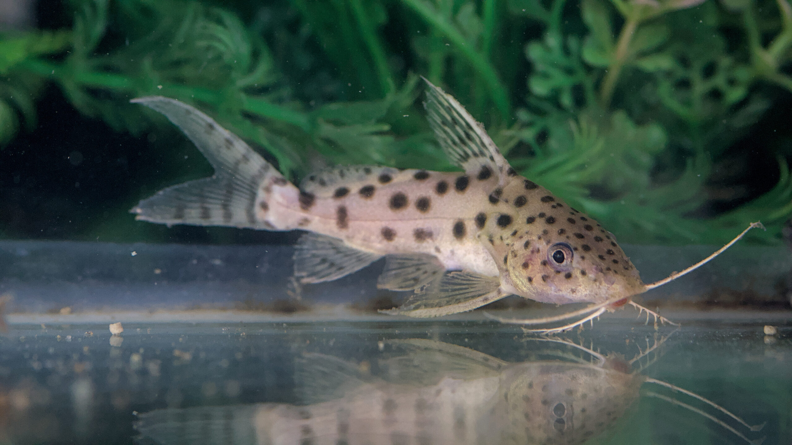 Synodontis ocellifer