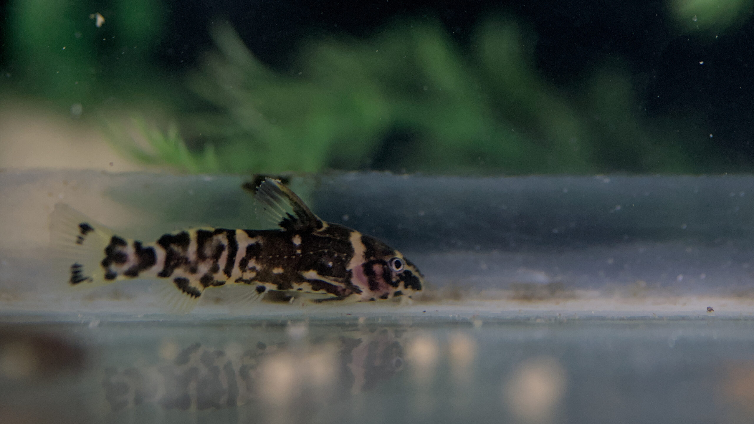 Microsynodontis batesii
