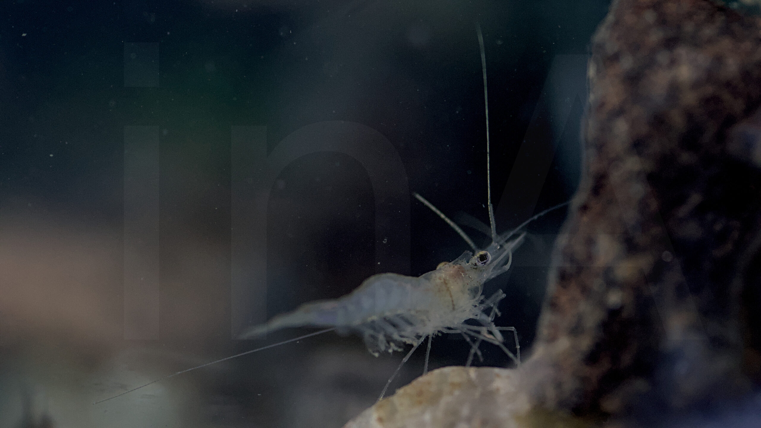 Desmocaris trispinosa